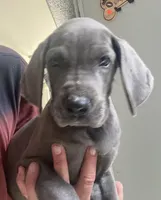 Blue “Bird” Birdie, a female Great Dane for sale in San Tan Valley, AZ – 3 of 7