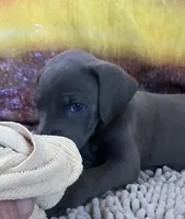 Blue “Bird” Birdie, a female Great Dane for sale in San Tan Valley, AZ – Photo 1 of 7