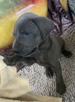 Blue “Bird” Birdie, a female Great Dane for sale in San Tan Valley, AZ – Photo 5 of 7