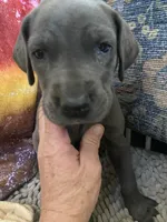 Blue “Bird” Birdie, a female Great Dane for sale in San Tan Valley, AZ – Photo 2 of 7
