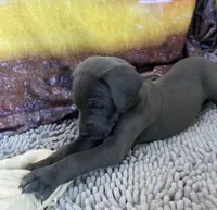 Blue “Bird” Birdie, a female Great Dane for sale in San Tan Valley, AZ – Photo 3 of 7