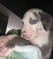 Nova, a female Great Dane for sale in San Tan Valley, AZ – Photo 5 of 7