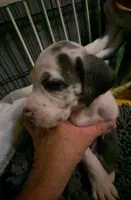 Nova, a female Great Dane for sale in San Tan Valley, AZ – Photo 4 of 7