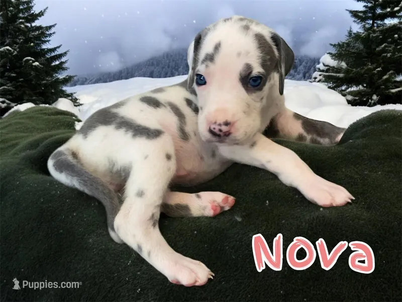 Nova – Great Dane puppy for sale in San Tan Valley, AZ