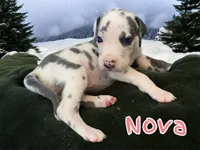 Nova, a female Great Dane for sale in San Tan Valley, AZ – Photo 1 of 7