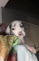 Nova, a female Great Dane for sale in San Tan Valley, AZ – Photo 7 of 7