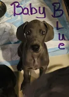 BabyBlue “Baby”, a female Great Dane for sale in San Tan Valley, AZ – 5 of 9