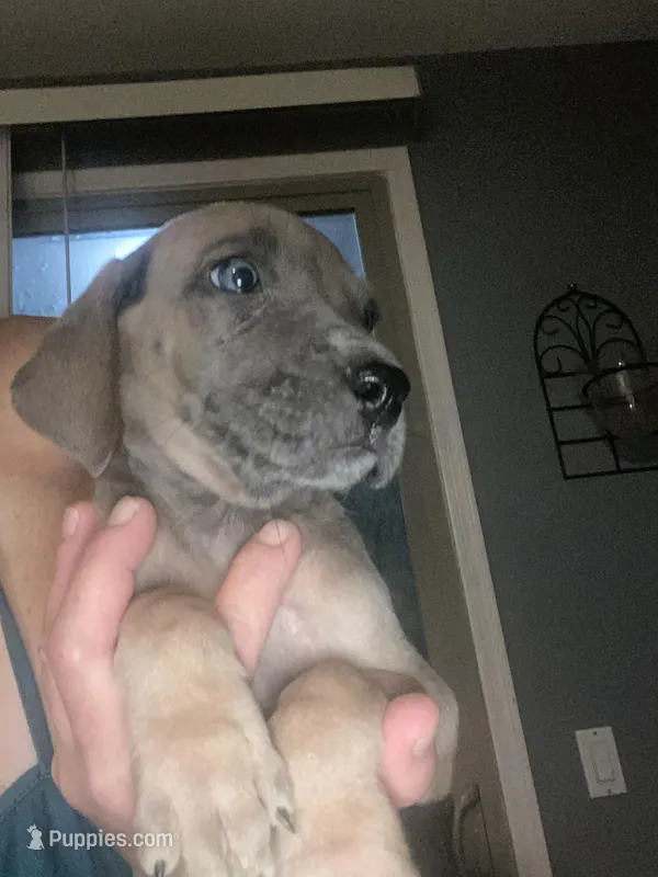 Blue “Fawn” Fawnie  – Great Dane puppy for sale in San Tan Valley, AZ