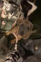 Blue “Fawn” Fawnie , a female Great Dane for sale in San Tan Valley, AZ – Photo 4 of 8