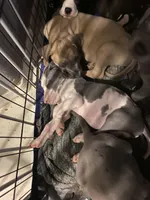 Blue “Fawn” Fawnie , a female Great Dane for sale in San Tan Valley, AZ – Photo 7 of 8