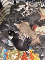 Blue “Fawn” Fawnie , a female Great Dane for sale in San Tan Valley, AZ – Photo 6 of 8