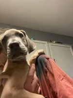 Blue “Fawn” Fawnie , a female Great Dane for sale in San Tan Valley, AZ – Photo 5 of 8