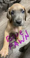 Blue “Fawn” Fawnie , a female Great Dane for sale in San Tan Valley, AZ – Photo 3 of 8
