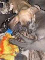 Blue “Fawn” Fawnie , a female Great Dane for sale in San Tan Valley, AZ – Photo 8 of 8