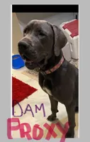 BlueBelle “Bella”, a female Great Dane for sale in San Tan Valley, AZ – 7 of 7