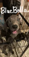 BlueBelle “Bella”, a female Great Dane for sale in San Tan Valley, AZ – 2 of 7