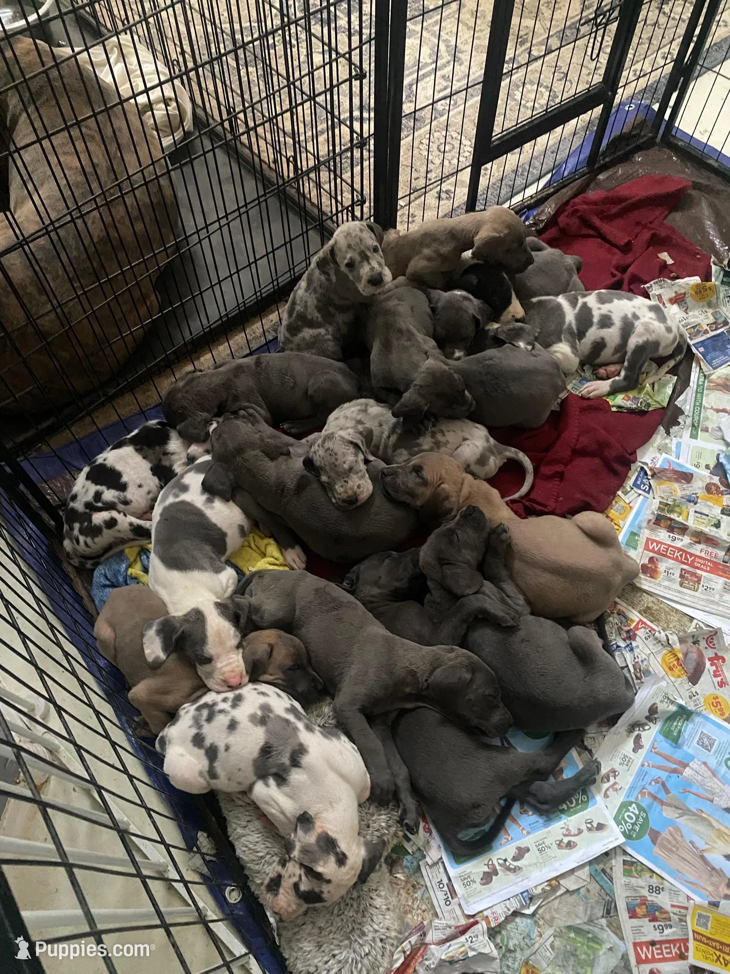 Zeppo, a  Great Dane for sale in San Tan Valley, AZ – Photo 8 of 8