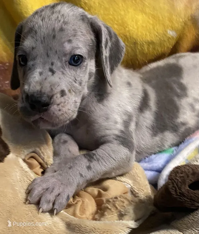Harpo  – Great Dane puppy for sale in San Tan Valley, AZ
