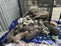 Harpo , a male Great Dane for sale in San Tan Valley, AZ – Photo 5 of 5