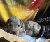 Harpo , a male Great Dane for sale in San Tan Valley, AZ – Photo 2 of 5