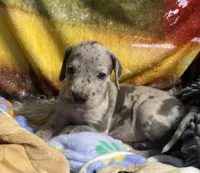 Harpo , a male Great Dane for sale in San Tan Valley, AZ – Photo 4 of 5