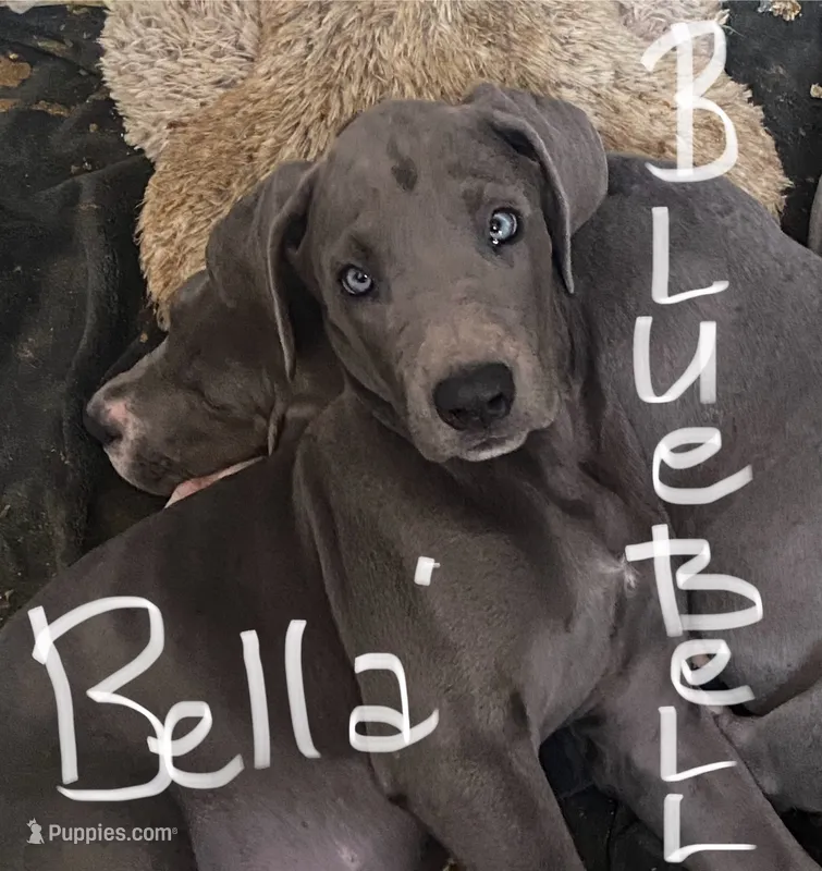BlueBelle “Bella” – Great Dane puppy for sale in San Tan Valley, AZ