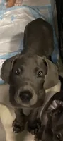 BabyBlue “Baby”, a female Great Dane for sale in San Tan Valley, AZ – 4 of 9
