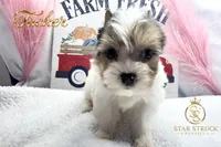 Tucker , a male Yorkshire Terrier for sale in Rincon, GA – 5 of 5