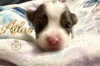 Atlas , a male Yorkshire Terrier for sale in Rincon, GA – 2 of 3