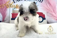 Atlas , a male Yorkshire Terrier for sale in Rincon, GA – 5 of 5