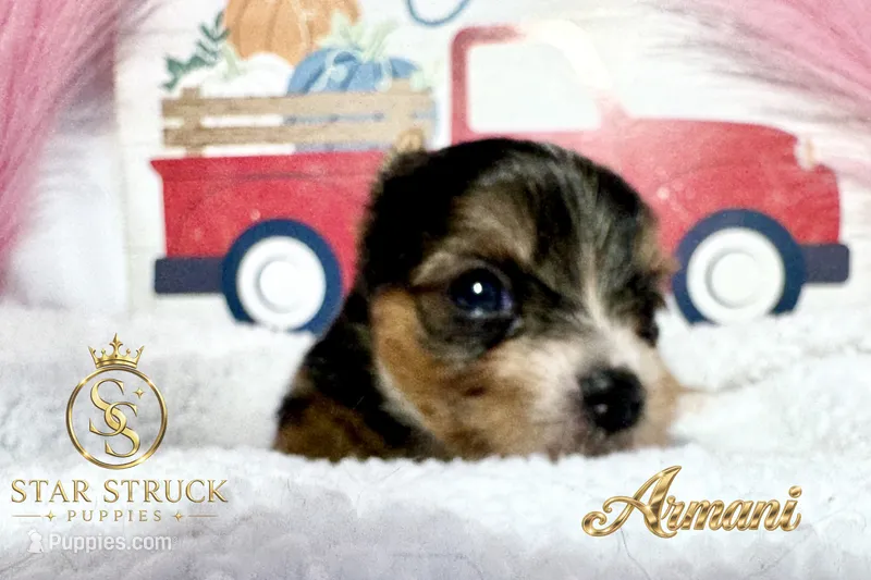 Armani  – Yorkshire Terrier puppy for sale in Rincon, GA