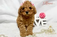 Minnie, a female Cavapoo for sale in Rincon, GA – 6 of 7