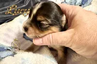 Lucy , a male Yorkshire Terrier for sale in Rincon, GA – 2 of 6