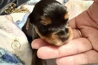 Sadie , a female Yorkshire Terrier for sale in Rincon, GA – 5 of 6