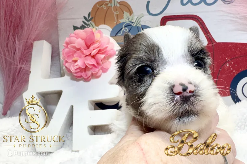 Baloo – Yorkshire Terrier puppy for sale in Rincon, GA