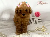 Minnie, a female Cavapoo for sale in Rincon, GA – 5 of 7