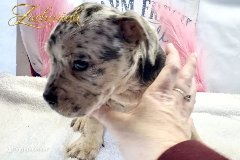 Zachariah  – French Bulldog puppy for sale in Rincon, GA