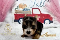 Armani , a male Yorkshire Terrier for sale in Rincon, GA – 3 of 4