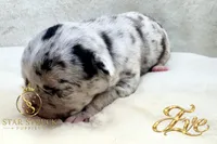 Eve , a female French Bulldog for sale in Rincon, GA – 4 of 6