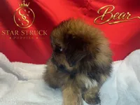 Bear, a male Pekingese and Yorkshire Terrier for sale in Rincon, GA – 3 of 9