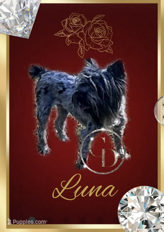 Luna  – Yorkshire Terrier puppy for sale in Rincon, GA