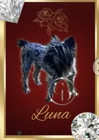 Luna , a female Yorkshire Terrier for sale in Rincon, GA – 1 of 1