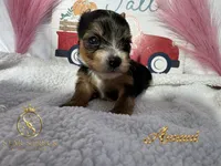 Armani , a male Yorkshire Terrier for sale in Rincon, GA – 4 of 4