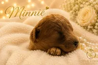 Minnie, a female Cavapoo for sale in Rincon, GA – 3 of 4