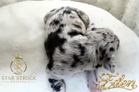 Eden , a female French Bulldog for sale in Rincon, GA – 3 of 6