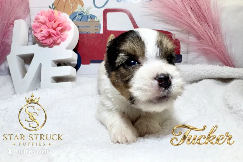 Tucker  – Yorkshire Terrier puppy for sale in Rincon, GA