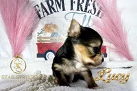 Lucy , a male Yorkshire Terrier for sale in Rincon, GA – 3 of 5
