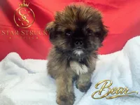 Bear, a male Pekingese and Yorkshire Terrier for sale in Rincon, GA – 2 of 9