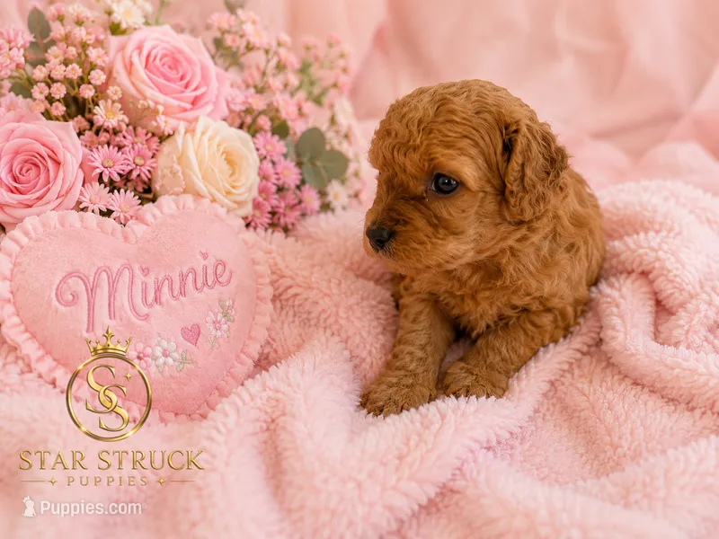 Minnie – Cavapoo puppy for sale in Rincon, GA