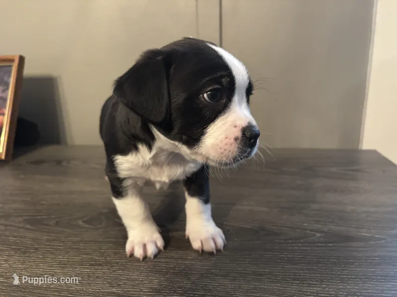 Prince small peke mix